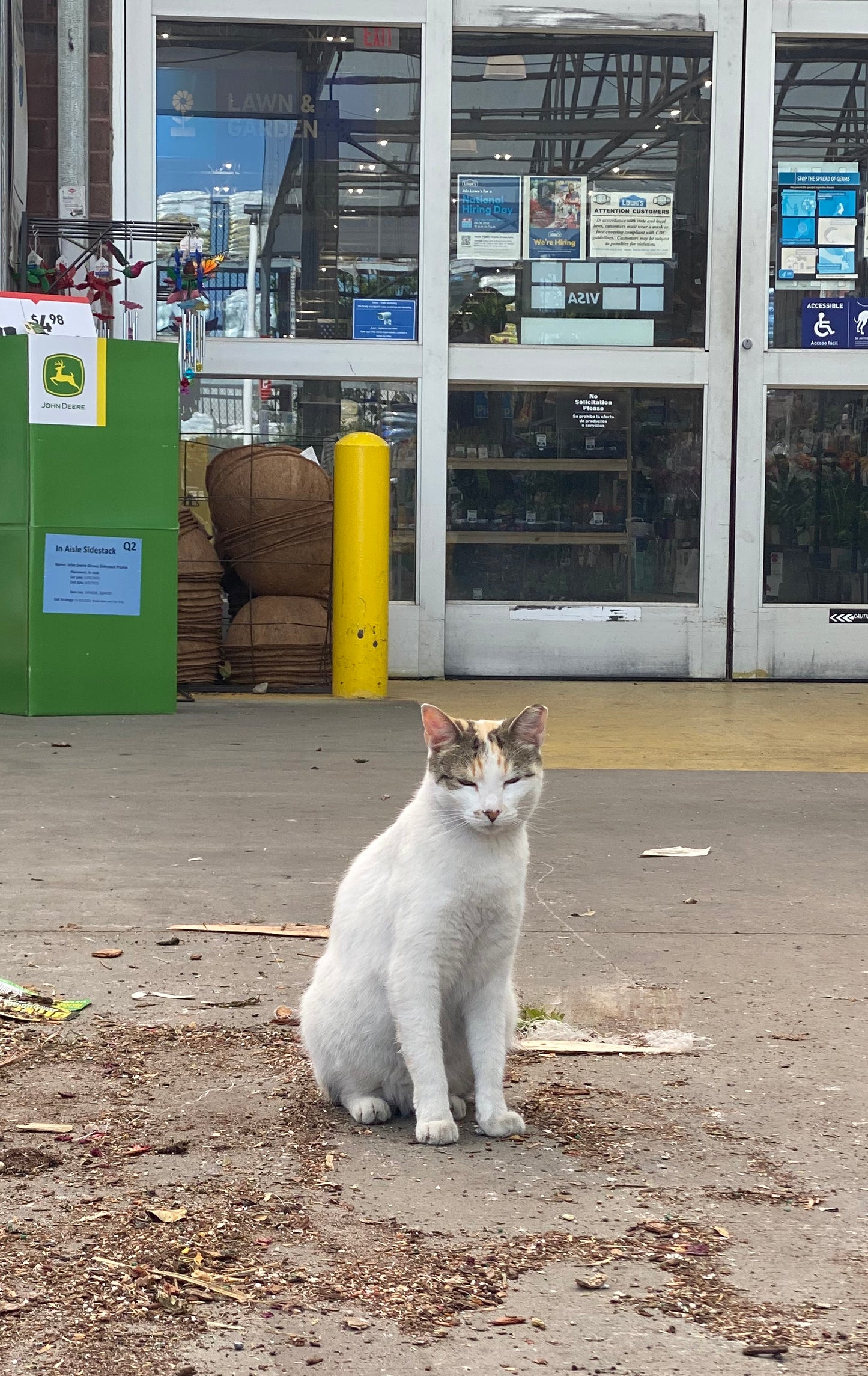 Francine the Central Lowe's Cat Devotional Candle